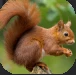 Squirrel.PNG Squirrel.PNG