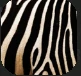 Stripes.PNG Stripes.PNG