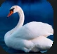Swan.PNG Swan.PNG