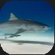 TigShark.PNG TigShark.PNG