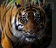 Tiger.PNG Tiger.PNG