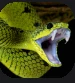 Viper.PNG Viper.PNG
