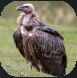 Vulture.PNG Vulture.PNG