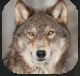 Wolf.PNG Wolf.PNG