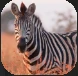 Zebra.PNG Zebra.PNG