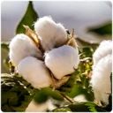 Neolithic_Cotton.webp Neolithic_Cotton.webp