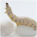 Neolithic_Silk.webp Neolithic_Silk.webp