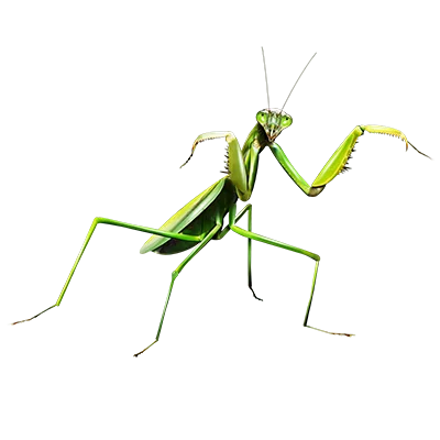 オオカマキリ.png オオカマキリ.png