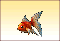 金魚.png