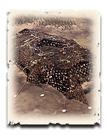 Trench.png Trench.png