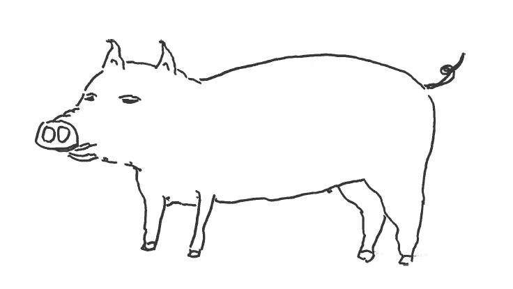 pig.JPG