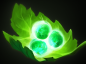 Tango.png Tango.png
