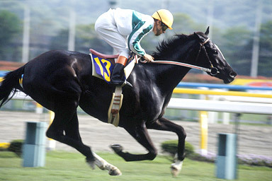メジロラモーヌ Jraの本気 Wiki メジロラモーヌ Jraの本気 Wiki