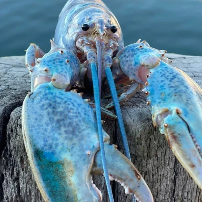 Blue Lobster.png