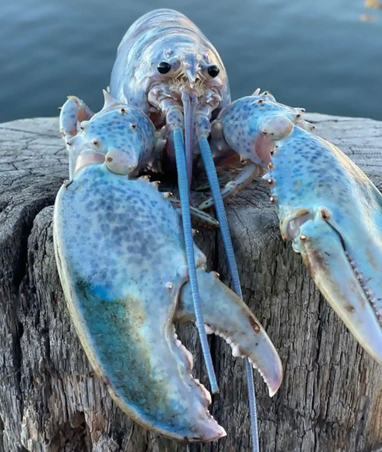 Blue Lobster.jpeg