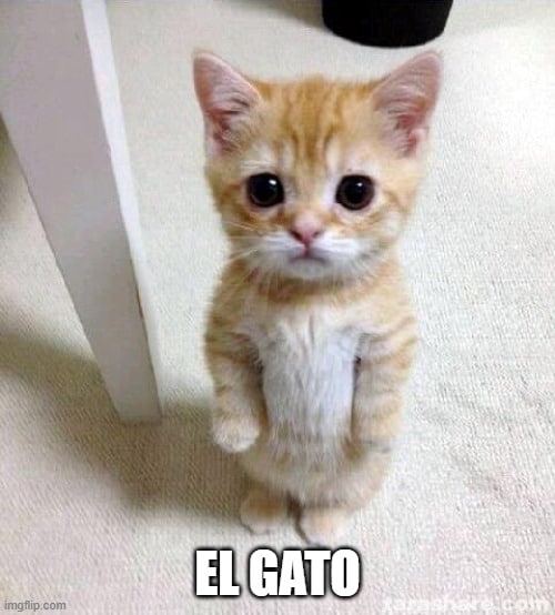 El-gato-meme-6fk9mi.jpg