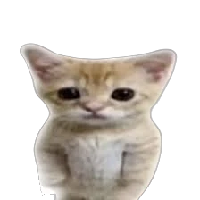 El Gato.png El Gato.png
