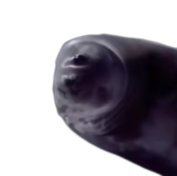Seal.png