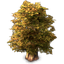 64px-tree-02.png