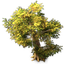 64px-tree-07.png