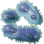 64px-iron-bacteria-2.png