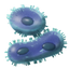 64px-iron-bacteria-3.png