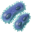 64px-iron-bacteria.png