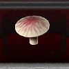 MushroomPlant3.jpg