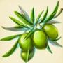 Olive branch.jpg