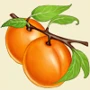 Apricot_0.jpg