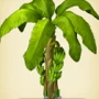 Banana palm tree.jpg