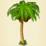 Coconut palm.jpg