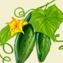 I.Cucumbers.jpg