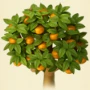 Orange tree.jpg