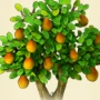 Pear tree.jpg