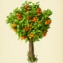 Tangerine tree.jpg