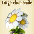 Large chamomile.jpg