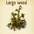 Large weed.jpg