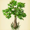 Root tree1.jpg