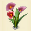 Small Calla lilies.jpg