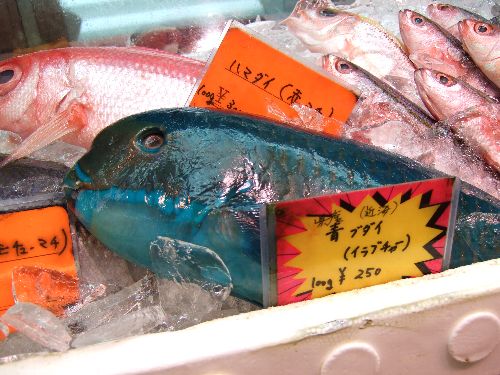 青い魚.jpg