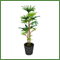 観葉植物ｼｭﾛﾁｸ.GIF