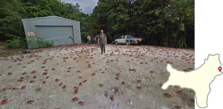 Christmas-Island-red-crabs.png