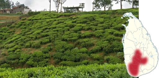 Tea+plantations2.png