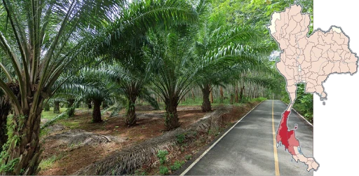 South_Palm_Plantations.png