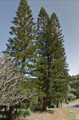 south-africa-tall-pine-tree.png