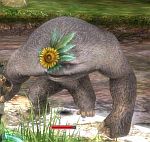 sunflower_monkey.jpg