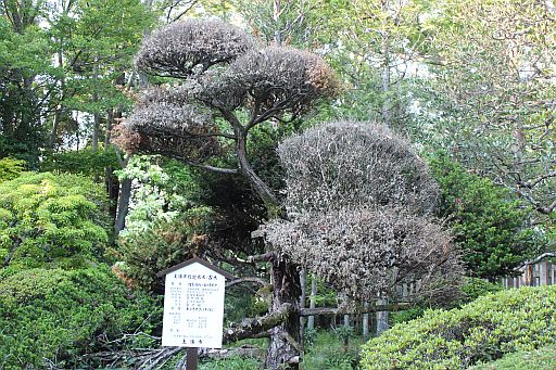 ひのさき5.jpg ひのさき5.jpg