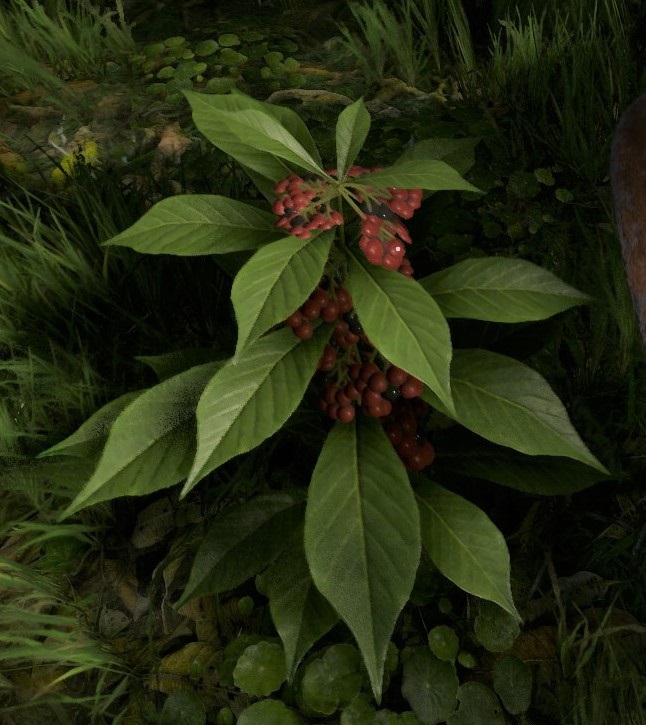 植物 菌類 Green Hell 攻略 Wiki 植物 菌類 Green Hell 攻略 Wiki