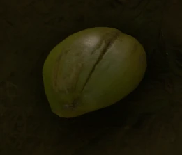 緑のココナッツ.png